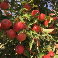 Tips for Growing Apple Trees