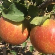 How to tell when apples are ripe and ready to pick?