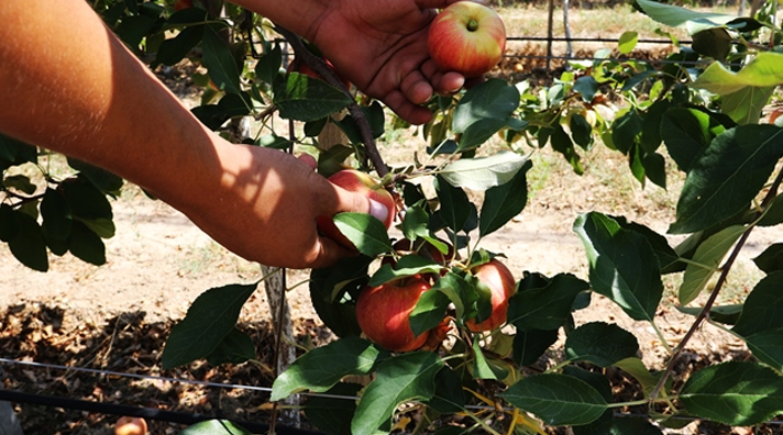 Сад Amal Bio этим летом не стал исключением. К настоящему моменту собрано уже более 50 тонн яблок, в то время как общий ожидаемый объем должен составить 450 тонн. 